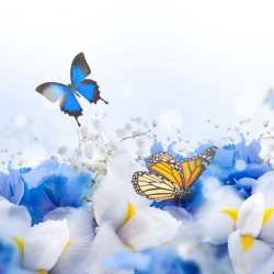 Motýlci a modré květy