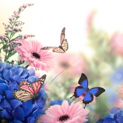 Motýlci, modré a růžové květy