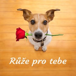 Pejsek - Růže pro tebe 2